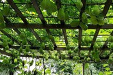 Giàn su su 'quả nhiều hơn lá' của anh đầu bếp Việt ở Đức Giàn su su 'quả nhiều hơn lá' của anh đầu bếp Việt ở Đức