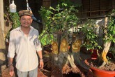 Người đàn ông ở Cần Thơ dát vàng lên gốc cây bán dịp Tết Người đàn ông ở Cần Thơ dát vàng lên gốc cây bán dịp Tết