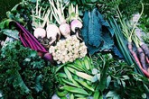 Cặp vợ chồng từ bỏ phố thị vào rừng nuôi gà, trồng rau Cặp vợ chồng từ bỏ phố thị vào rừng nuôi gà, trồng rau