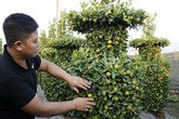 Để có một cây quất cảnh dáng bình hoa khổng lồ phải mất 4 năm Để có một cây quất cảnh dáng bình hoa khổng lồ phải mất 4 năm
