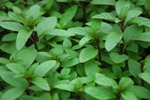 Lợi ích bất ngờ của lá húng quế nhưng ít ai biết Lợi ích bất ngờ của lá húng quế nhưng ít ai biết