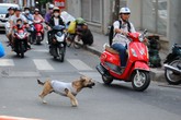 Gắn chip lên chó, nguy cơ “mất cả chì lẫn chài” Gắn chip lên chó, nguy cơ “mất cả chì lẫn chài”