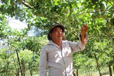 "Rải" chanh leo nơi biên ải, anh Vàng biến đồi hoang thành "đồi vàng" "Rải" chanh leo nơi biên ải, anh Vàng biến đồi hoang thành "đồi vàng"