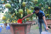 Đào cổ “thất thế”, bưởi ghép “soán ngôi” Đào cổ “thất thế”, bưởi ghép “soán ngôi”