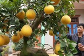 Cận cảnh bưởi cổ "dáng trâu nằm" chốt giá 60 triệu đồng hiếm thấy Cận cảnh bưởi cổ "dáng trâu nằm" chốt giá 60 triệu đồng hiếm thấy