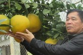 Cách làm "khác người" giúp lão nông lãi gần 500 triệu/năm trên đất dốc Cách làm "khác người" giúp lão nông lãi gần 500 triệu/năm trên đất dốc