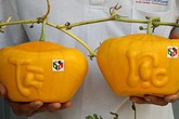 Dưa hấu thỏi vàng 3,5 triệu/cặp: Vào tận ruộng tranh mua Dưa hấu thỏi vàng 3,5 triệu/cặp: Vào tận ruộng tranh mua