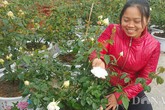 Chăm hoa hồng bán Tết, bố bỉm sữa nhẹ nhàng kiếm hơn 1 tỷ Chăm hoa hồng bán Tết, bố bỉm sữa nhẹ nhàng kiếm hơn 1 tỷ