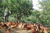 9X xứ Nghệ kiếm hơn trăm triệu/năm nhờ đeo kính... cho gà 9X xứ Nghệ kiếm hơn trăm triệu/năm nhờ đeo kính... cho gà