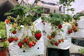Dâu tây chín đỏ góc 'nông trại' sân thượng rộng 100 m2 của bè mẹ trẻ ở Hà Nội Dâu tây chín đỏ góc 'nông trại' sân thượng rộng 100 m2 của bè mẹ trẻ ở Hà Nội
