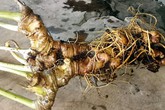Củ sâm Ngọc Linh nặng 800g được trả giá 400 triệu đồng Củ sâm Ngọc Linh nặng 800g được trả giá 400 triệu đồng