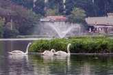 Thực hư tin đồn thiên nga hồ Thiền Quang bị “cắt cánh”, “bẻ xương” Thực hư tin đồn thiên nga hồ Thiền Quang bị “cắt cánh”, “bẻ xương”