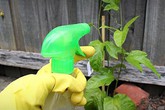 Đâu cần phải mua hóa chất độc hại, nhà bạn có sẵn những loại thuốc trừ sâu cực hiệu quả mà lại rất an toàn Đâu cần phải mua hóa chất độc hại, nhà bạn có sẵn những loại thuốc trừ sâu cực hiệu quả mà lại rất an toàn