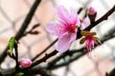 Đào rừng đổ bộ phố Thủ đô, "thét giá" chục triệu Đào rừng đổ bộ phố Thủ đô, "thét giá" chục triệu