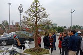 Đại gia Ninh Bình 'rinh' cây mai khủng gần 200 triệu về chơi Tết Đại gia Ninh Bình 'rinh' cây mai khủng gần 200 triệu về chơi Tết