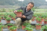 Đút túi 200 triệu đồng nhờ bán dâu tây dịp Tết Đút túi 200 triệu đồng nhờ bán dâu tây dịp Tết