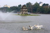 Thả thiên nga ở Hồ Gươm không có nghĩa "xúc phạm" tới "cụ Rùa" Thả thiên nga ở Hồ Gươm không có nghĩa "xúc phạm" tới "cụ Rùa"