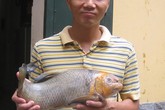 Chục triệu đồng cá Anh vũ đầu vàng biếu Tết: Dân lắm tiền bị "hớ" nặng Chục triệu đồng cá Anh vũ đầu vàng biếu Tết: Dân lắm tiền bị "hớ" nặng