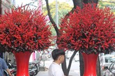 Đại gia chi hàng trăm triệu chơi hoa mai Mỹ, đông đào đỏ nhập từ Hà Lan Đại gia chi hàng trăm triệu chơi hoa mai Mỹ, đông đào đỏ nhập từ Hà Lan