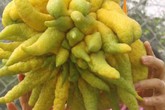 "Dung nhan" trái phật thủ Thịnh-Suy-Bĩ-Thái chục triệu không mua nổi "Dung nhan" trái phật thủ Thịnh-Suy-Bĩ-Thái chục triệu không mua nổi