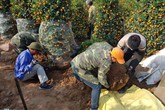 Khuân vác cây cảnh thuê kiếm 300.000 đồng mỗi ngày sát Tết Khuân vác cây cảnh thuê kiếm 300.000 đồng mỗi ngày sát Tết
