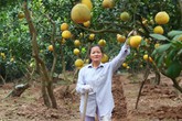 Được mùa lại lo... “bưởi tặc” Được mùa lại lo... “bưởi tặc”