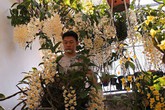 Những giò lan thủy tiên, kim điệp siêu đẹp, đắt giá của chàng trai 9X Những giò lan thủy tiên, kim điệp siêu đẹp, đắt giá của chàng trai 9X