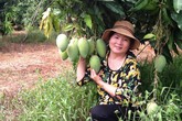 Xoài vừa mất mùa vừa mất giá chỉ còn 7.000 đồng/kg Xoài vừa mất mùa vừa mất giá chỉ còn 7.000 đồng/kg