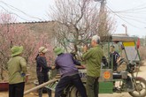 Nghề gom đào sau Tết: Đầu năm bỏ ít vốn, cuối năm lãi “khủng” Nghề gom đào sau Tết: Đầu năm bỏ ít vốn, cuối năm lãi “khủng”
