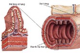Sáng chế “đột phá” của người Nhật trong hỗ trợ điều trị viêm đại tràng Sáng chế “đột phá” của người Nhật trong hỗ trợ điều trị viêm đại tràng
