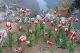 Ông bố người Tày "liều" thuê cả đồi đá Mã Pì Lèng trồng hoa tulip khiến bao người trầm trồ Ông bố người Tày "liều" thuê cả đồi đá Mã Pì Lèng trồng hoa tulip khiến bao người trầm trồ