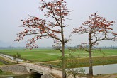 Mê mẩn với hoa gạo nở đỏ rực vùng ngoại thành Hà Nội Mê mẩn với hoa gạo nở đỏ rực vùng ngoại thành Hà Nội
