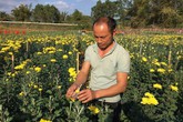 8x "đút túi" hơn 200 triệu đồng mỗi năm nhờ hoa cúc 8x "đút túi" hơn 200 triệu đồng mỗi năm nhờ hoa cúc