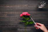 Trồng hoa hồng từ 1 cành hoa, cách đơn giản để có một chậu hồng thơm ngát Trồng hoa hồng từ 1 cành hoa, cách đơn giản để có một chậu hồng thơm ngát