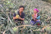 Lão nông người Mông kiếm hàng trăm triệu mỗi năm nhờ dứa Lão nông người Mông kiếm hàng trăm triệu mỗi năm nhờ dứa