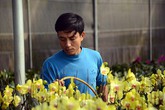 Anh nông dân trồng lan "đút túi" 1,5 tỷ sau vụ hoa Tết Anh nông dân trồng lan "đút túi" 1,5 tỷ sau vụ hoa Tết