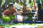 Thương lái Trung Quốc lùng mua đặc sản Việt: Cảnh báo 'bỏ bom' Thương lái Trung Quốc lùng mua đặc sản Việt: Cảnh báo 'bỏ bom'