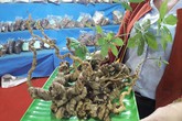 2 củ sâm Ngọc Linh được rao giá hơn 1 tỷ 2 củ sâm Ngọc Linh được rao giá hơn 1 tỷ