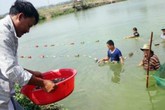 Lão nông chịu chơi, nhập cá giống cả 1000USD về nuôi để không đụng hàng Lão nông chịu chơi, nhập cá giống cả 1000USD về nuôi để không đụng hàng