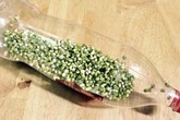 Người mẹ bảo con cho đỗ xanh vào chai nước, 3 ngày sau đứa bé xuýt xoa với thành phẩm Người mẹ bảo con cho đỗ xanh vào chai nước, 3 ngày sau đứa bé xuýt xoa với thành phẩm