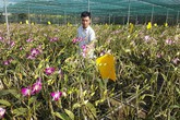 Chàng trai 9X cất bằng kỹ sư về quê làm giàu bằng vườn hoa lan Denrobium thuần chủng Chàng trai 9X cất bằng kỹ sư về quê làm giàu bằng vườn hoa lan Denrobium thuần chủng
