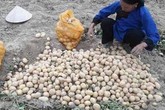 Hàng tấn khoai tây của nông dân Việt ế ẩm chờ "cứu", vẫn nhập khoai rẻ bèo từ Trung Quốc Hàng tấn khoai tây của nông dân Việt ế ẩm chờ "cứu", vẫn nhập khoai rẻ bèo từ Trung Quốc