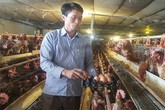 Lãi 4 tỷ/năm nhờ bỏ phố về quê nuôi gà, vịt Lãi 4 tỷ/năm nhờ bỏ phố về quê nuôi gà, vịt