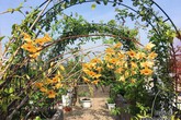 5 năm trồng hoa trên sân thượng, mẹ Hải Phòng giờ có vườn hoa hồng đẹp như công viên 5 năm trồng hoa trên sân thượng, mẹ Hải Phòng giờ có vườn hoa hồng đẹp như công viên