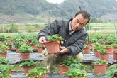 "Bỏ túi" có 300 triệu/năm nhờ trồng dâu tây "Bỏ túi" có 300 triệu/năm nhờ trồng dâu tây