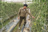 8 sào mướp đắng đến ngày thu hoạch chết héo vì bị kẻ gian nhổ rễ 8 sào mướp đắng đến ngày thu hoạch chết héo vì bị kẻ gian nhổ rễ