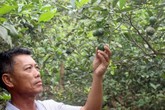 4.000 đồng/1 quả chanh, người dân đi "mót" từng quả vẫn không có mà bán 4.000 đồng/1 quả chanh, người dân đi "mót" từng quả vẫn không có mà bán