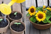 Nếu muốn trồng hoa hướng dương thì hãy bắt tay ngay đi vì mùa này là thích hợp nhất Nếu muốn trồng hoa hướng dương thì hãy bắt tay ngay đi vì mùa này là thích hợp nhất