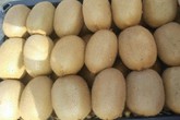Kiwi giải nhiệt: Hàng Tàu ngập tràn, bỗng nhiên mất tích bí ẩn Kiwi giải nhiệt: Hàng Tàu ngập tràn, bỗng nhiên mất tích bí ẩn