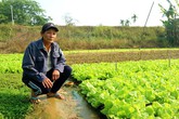 Lão nông thu gần 30 triệu đồng/tháng nhờ trồng rau an toàn Lão nông thu gần 30 triệu đồng/tháng nhờ trồng rau an toàn